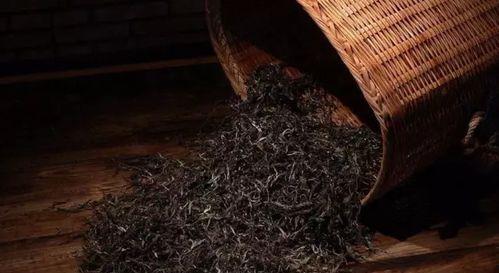 茶叶发酵过程在线视频,在线视频揭秘全过程