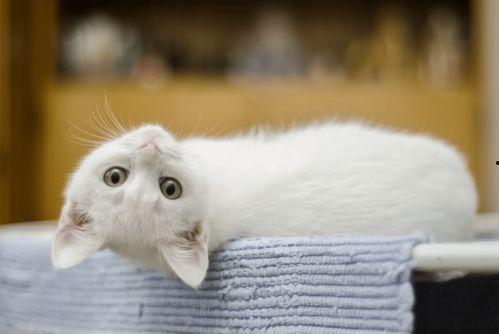 猫脒在线视频,揭秘猫咪世界的趣味瞬间