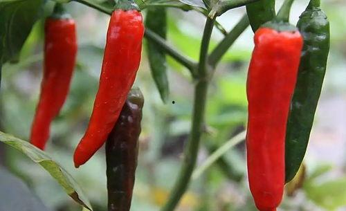 播放源辣椒在线视频,辣味盛宴，视觉与味蕾的双重刺激